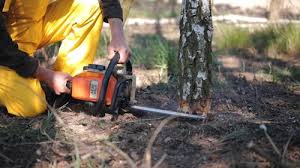 Best Stump Grinding and Removal  in China Spring, TX