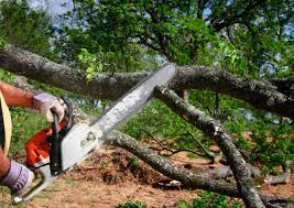 Best Commercial Tree Services  in China Spring, TX