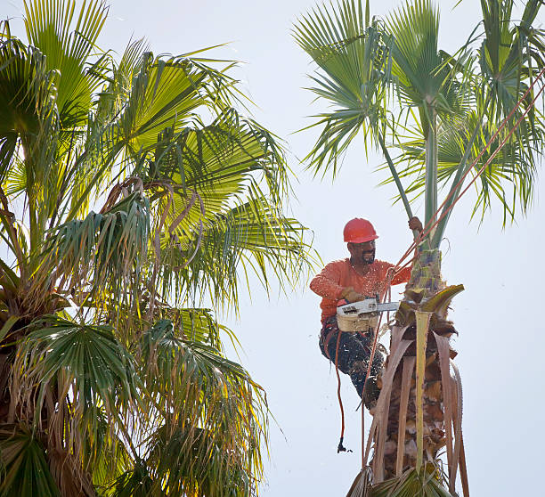 Best Tree Removal  in China Spring, TX