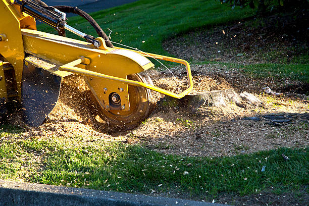 Best Weed Control  in China Spring, TX