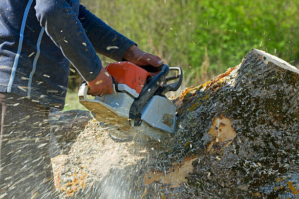 Best Hazardous Tree Removal  in China Spring, TX