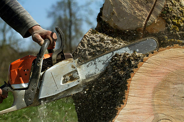 Best Root Management and Removal  in China Spring, TX